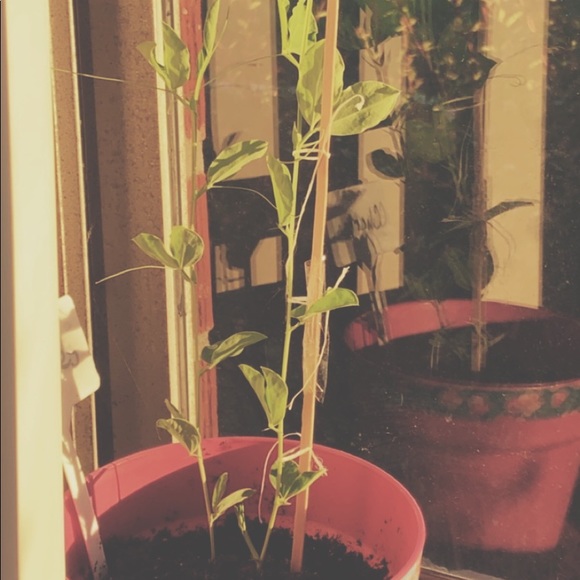 Meet your Posher - Picture 1 of 1